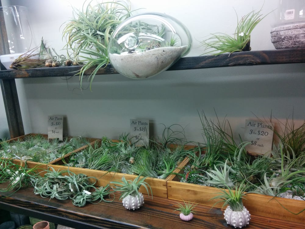 Various Sizes Of Air Plants Yelp Photo Of Hammer Vine Portland Or United States Various Sizes