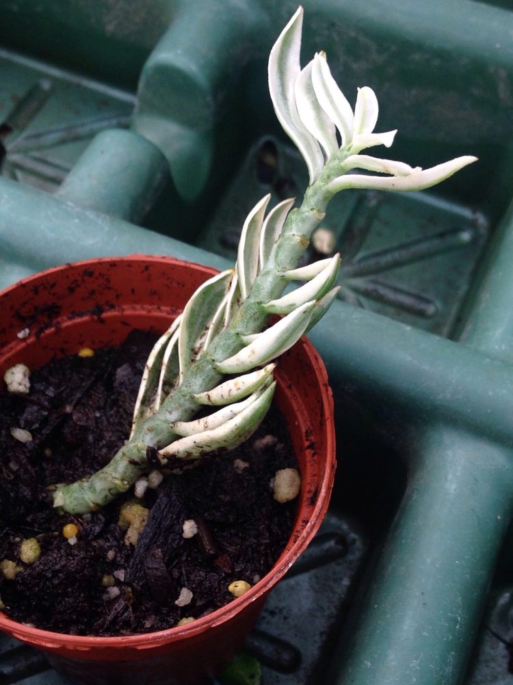 Photos for Ott�s Exotic Plants Yelp