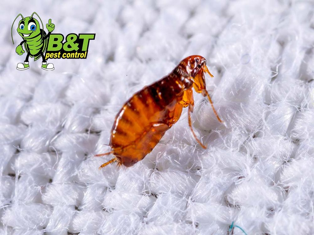 B&T Pest Control