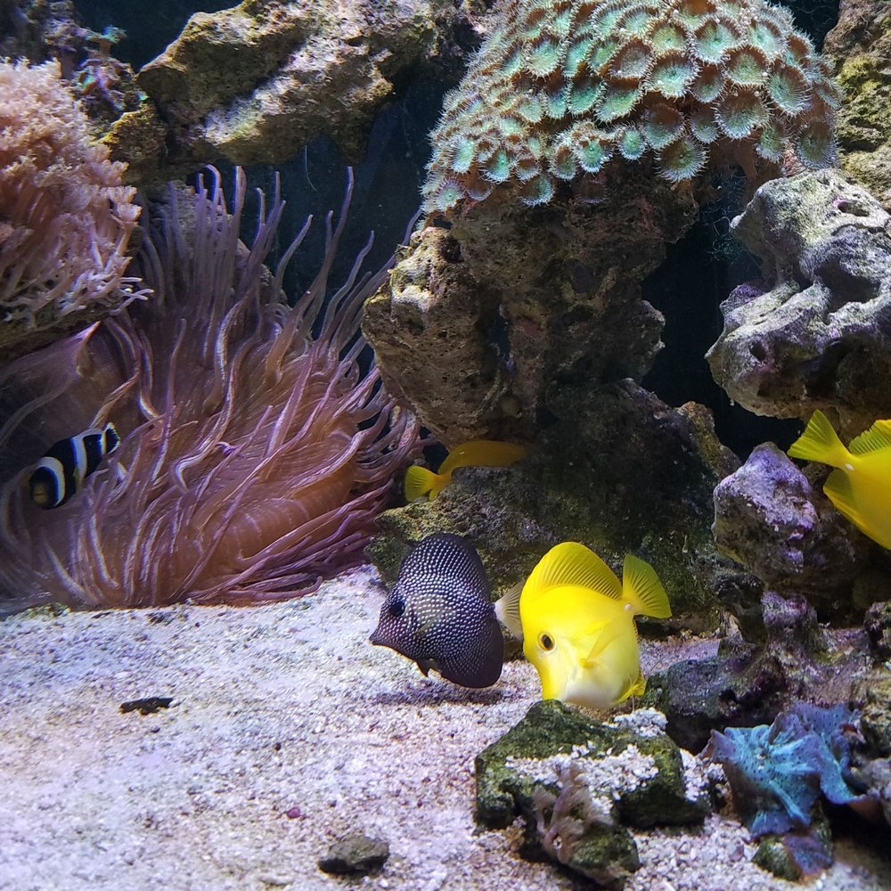 Aqua Hut 12 Reviews Pet Stores 264 Middle Country Rd, Coram, NY