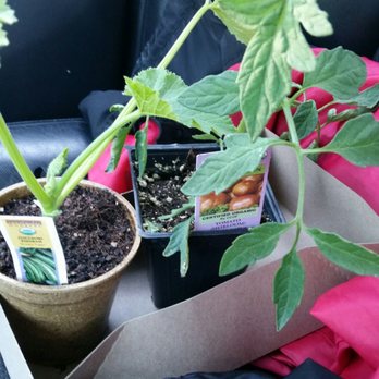 Golden Nursery 151 Photos 123 Reviews Nurseries Gardening Photo Of Golden Nursery San Mateo Ca United States Today S