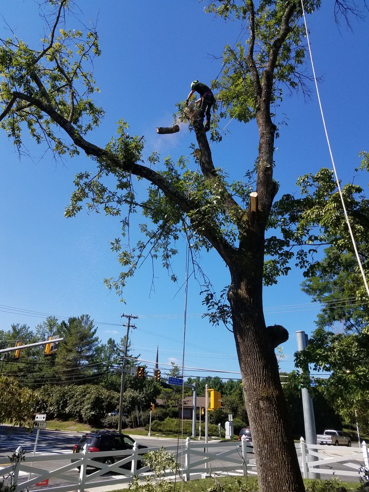Timber Works Tree Care
