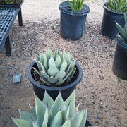 Black Mountain Nursery Nurseries Gardening 4840 E Dynamite A Parryi Photo Of Black Mountain Nursery Phoenix Az United States