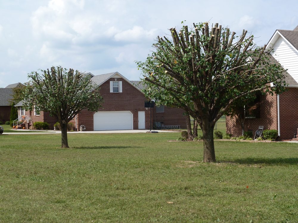 Virgil Tree