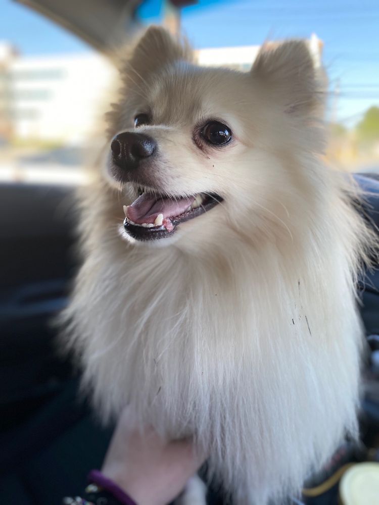ACCESS Specialty Animal Hospitals - San Fernando Valley