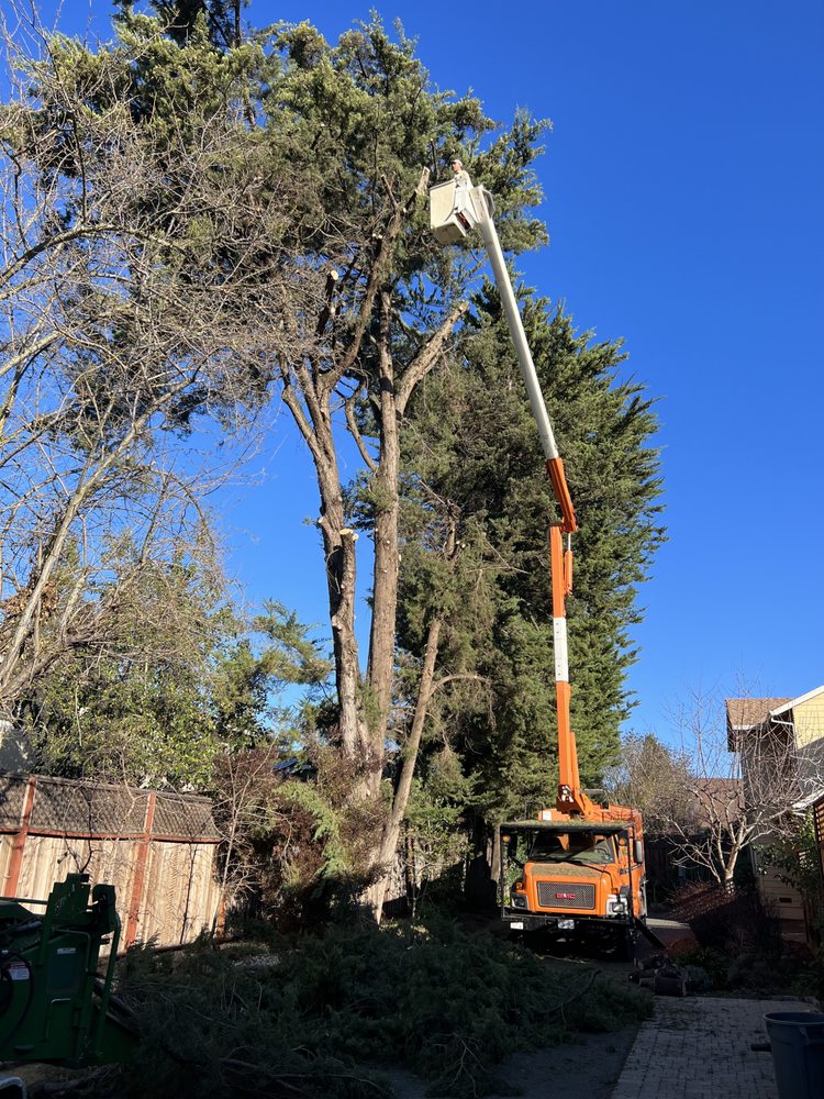 Barragan Tree Service