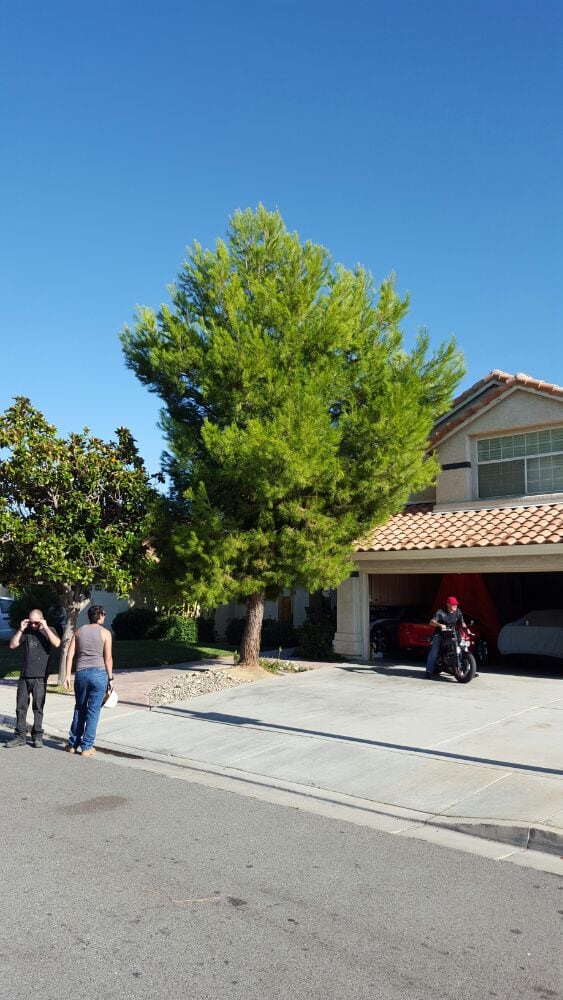 High Desert Tree 15 Photos Tree Services Lancaster, CA Phone