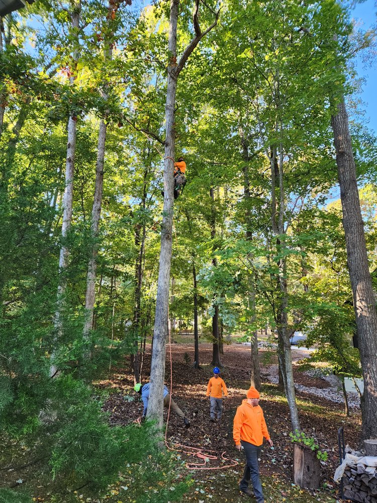North Raleigh Tree Service