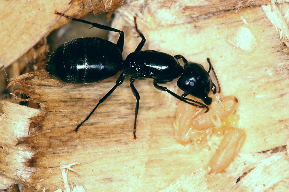 MNR Pest Solutions