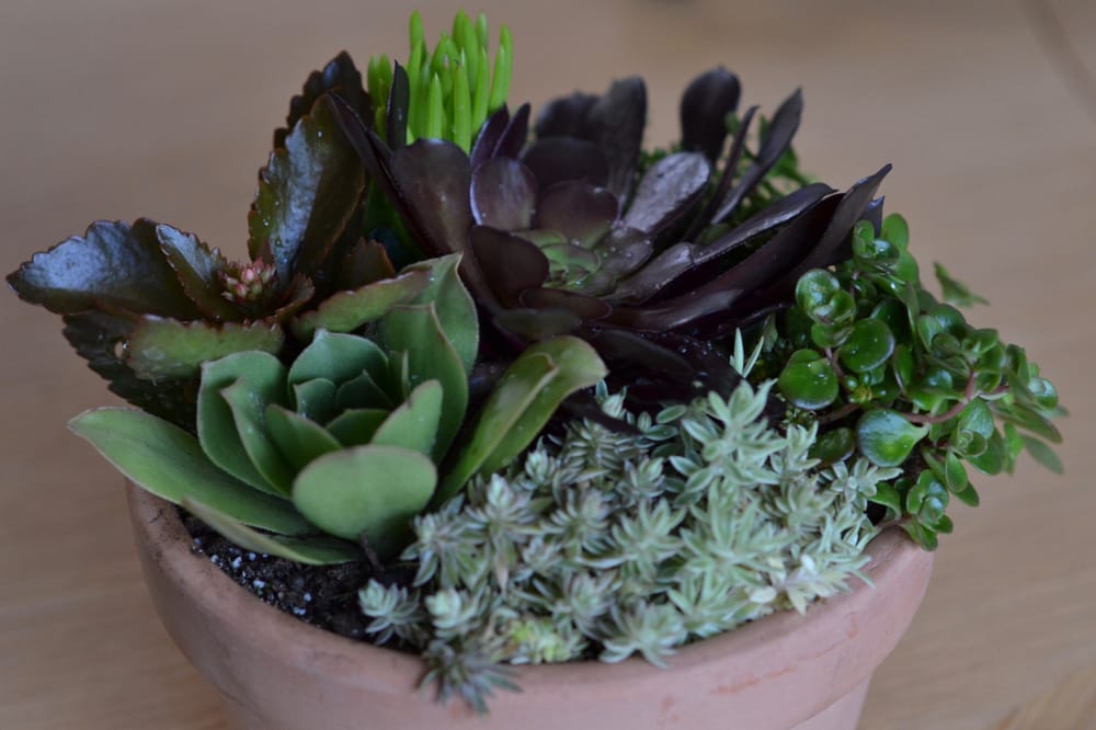 Ashby Flowers 45 Photos & 78 Reviews Florists 3000 Telegraph Ave