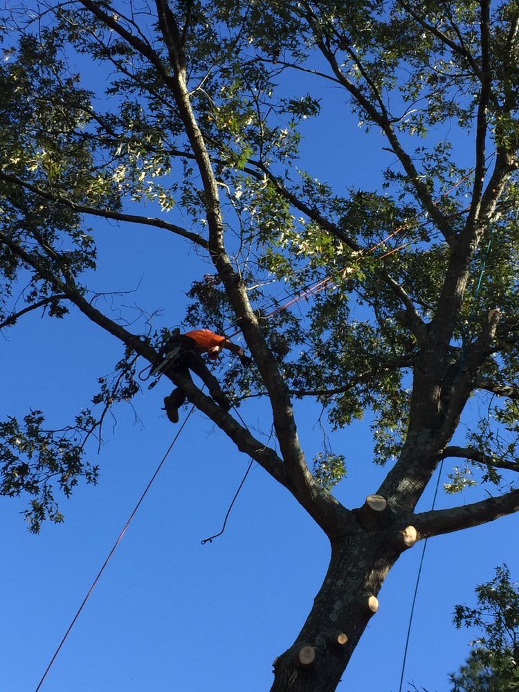 H&L Tree Service