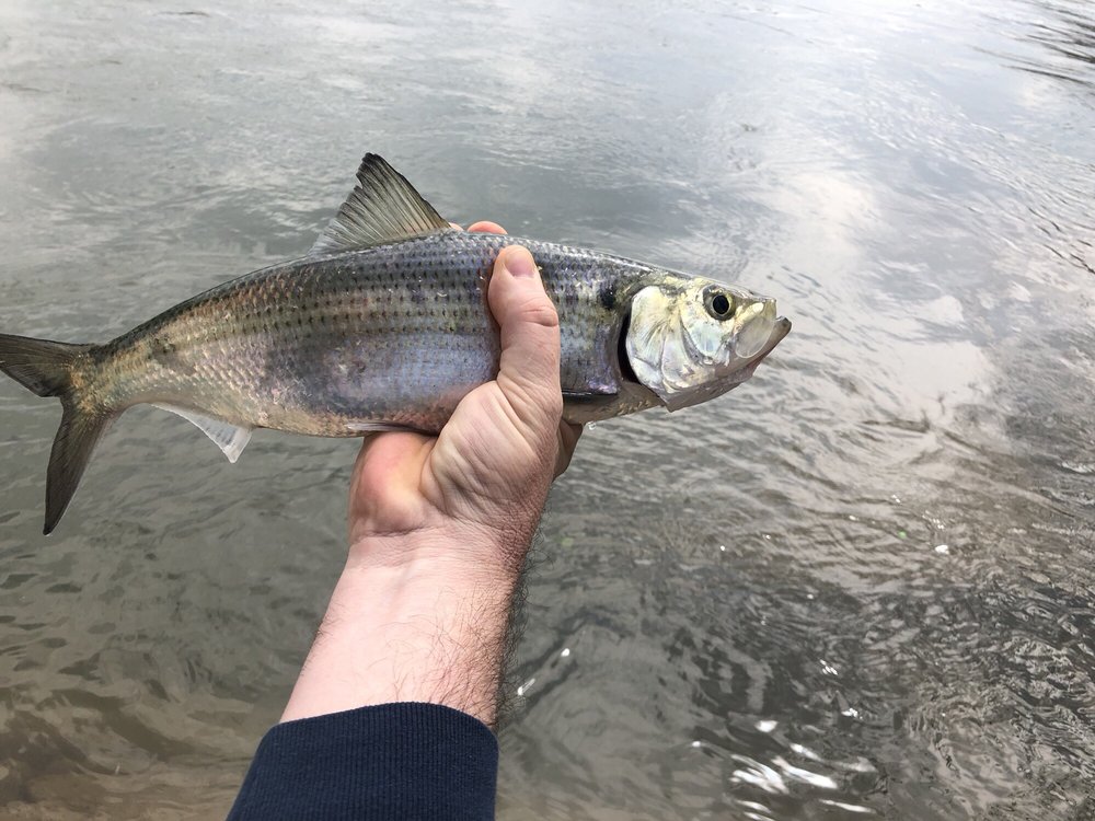 Fly Fishing Consultant