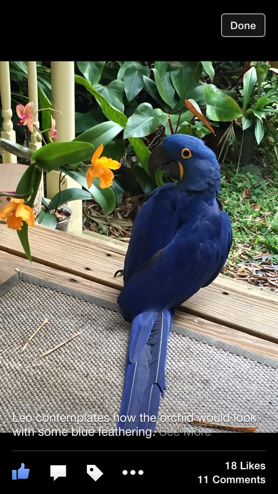 Birds On Safari Pet Stores 1292 NW Federal Hwy, Stuart, FL Phone