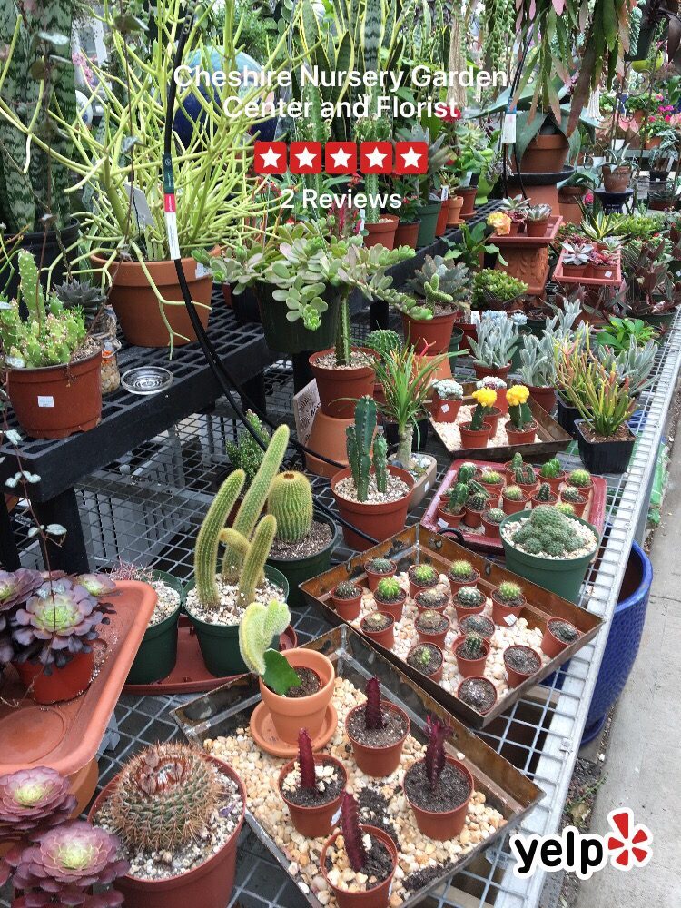 Succulents And Cacti Yelp Photo Of Cheshire Nursery Garden Center And Florist Ct United States