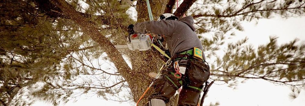 Homeland Tree Service