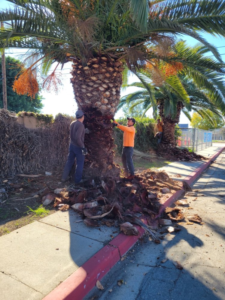 Eduardo Tree Service