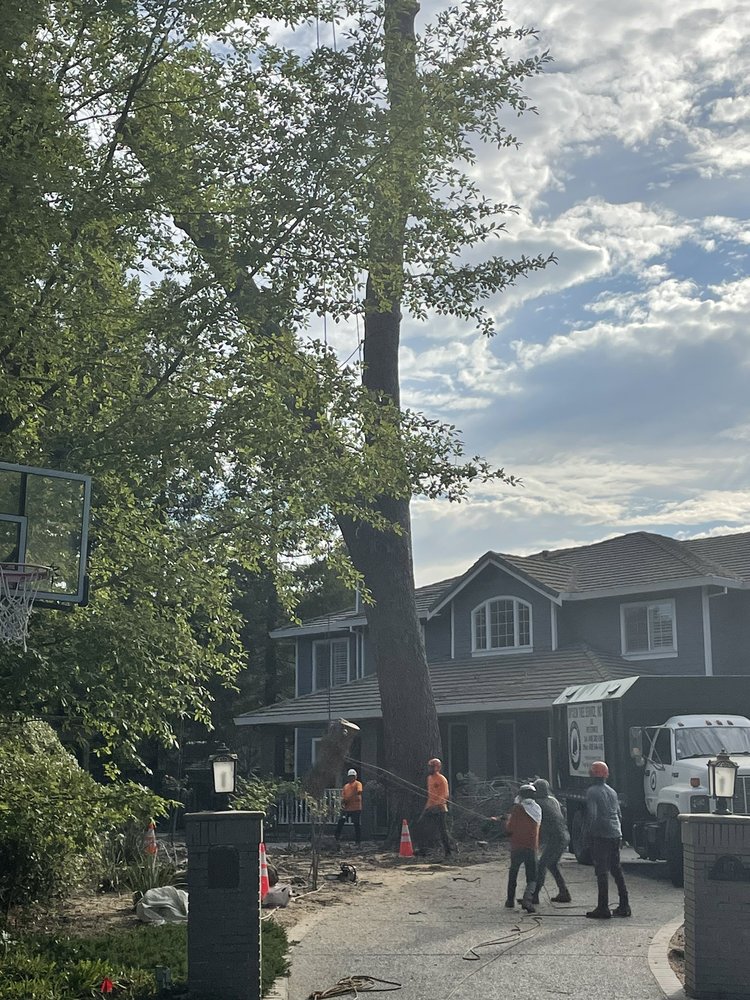 Amador Tree Service