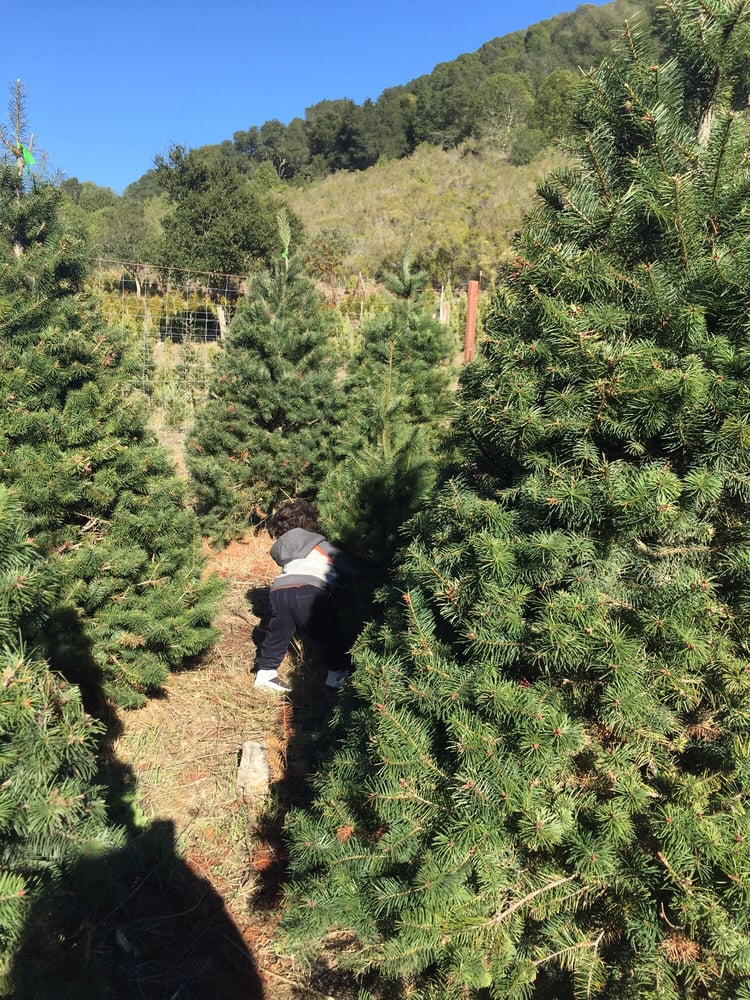 castro valley christmas tree farm 25 reviews christmas castro valley christmas tree farm 25 reviews christmas