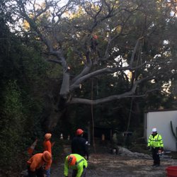Branch Managers Tree Care Services 2229 Baseline Rd La Photo Of Branch Managers Tree Care La Verne Ca United States Removal