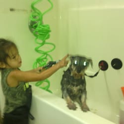 Hairy Beast Dog Cat Grooming Hairy Beast Dog Cat Grooming