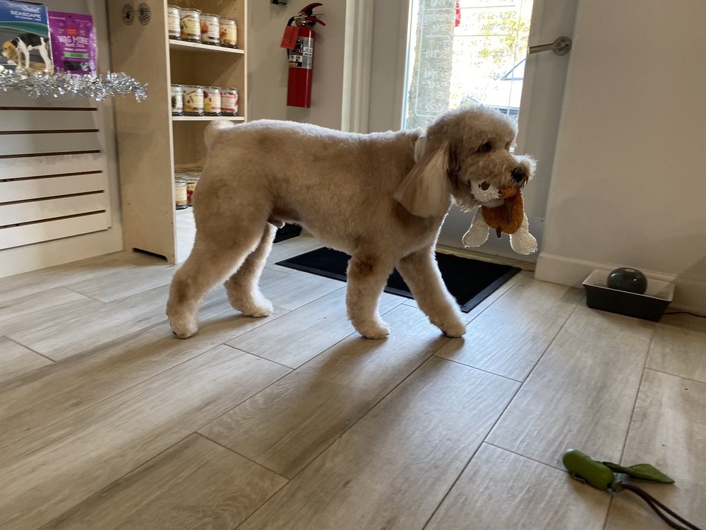 Auggies Pet Spa