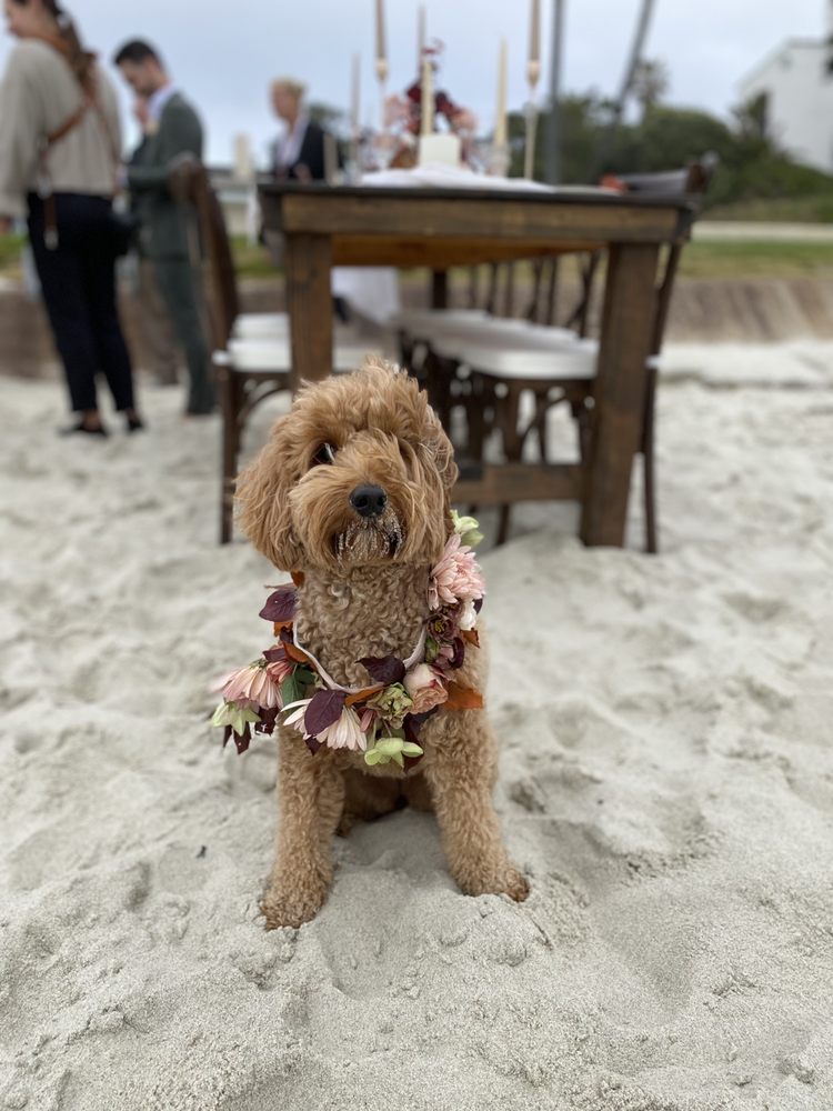 Olive & Sage Events