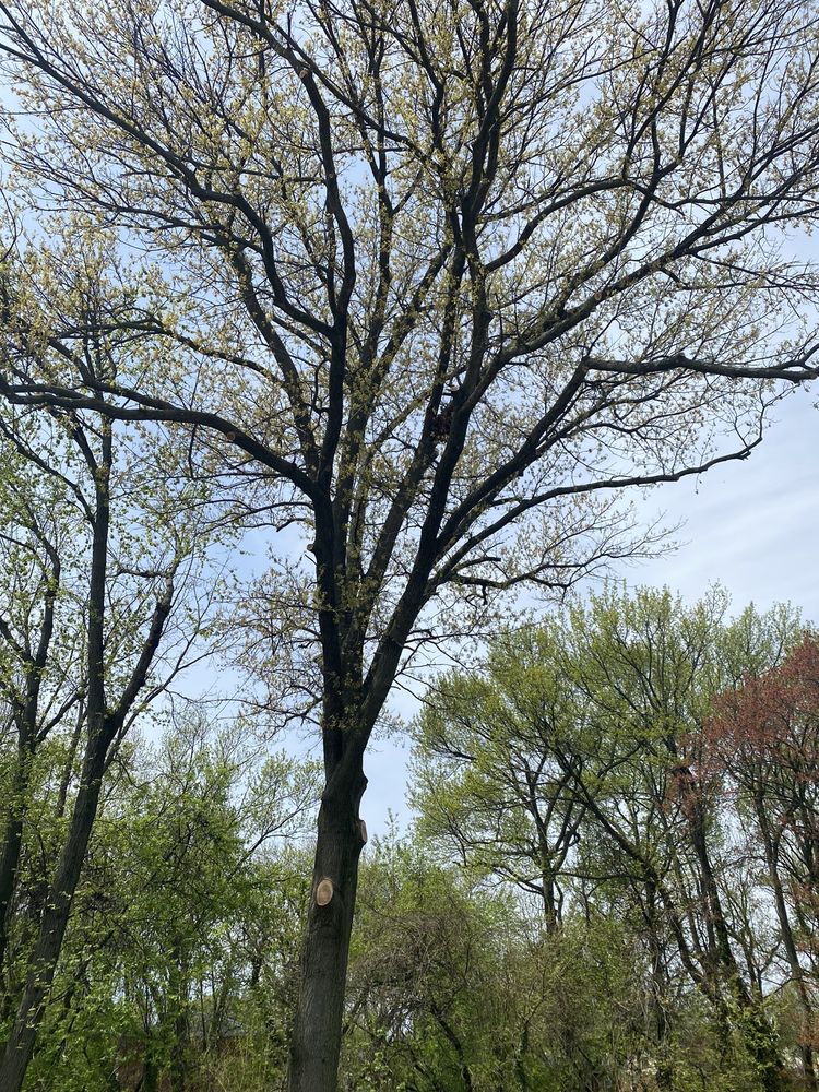 Kingkiner Tree Service