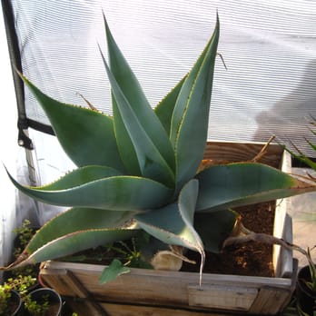 Desert Gardens Nursery Closed 25 Photos Nurseries Gardening Photo Of Desert Gardens Nursery Glendale Az United States Agave Guiengola