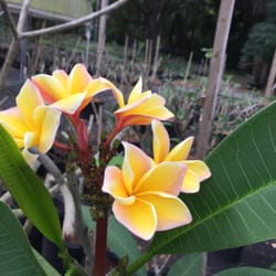 The Exotic Plumeria Nurseries Gardening 453 W Dr Martin Luther Photo Of The Exotic Plumeria Seffner Fl United States