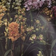 Orchid Show - Fort Lauderdale Orchid Society - 49 Photos - Festivals