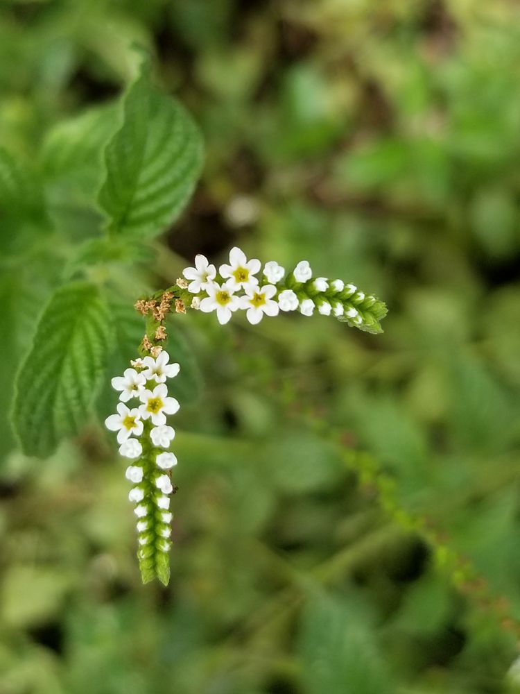 Florida Native Plants Nursery & Landscaping