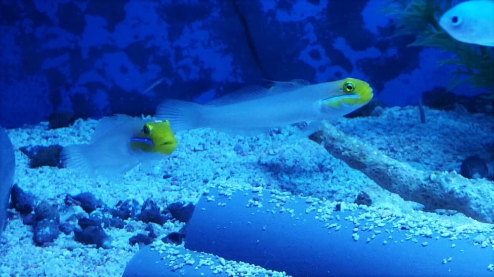 Photos for Big Al's Aquarium - Yelp