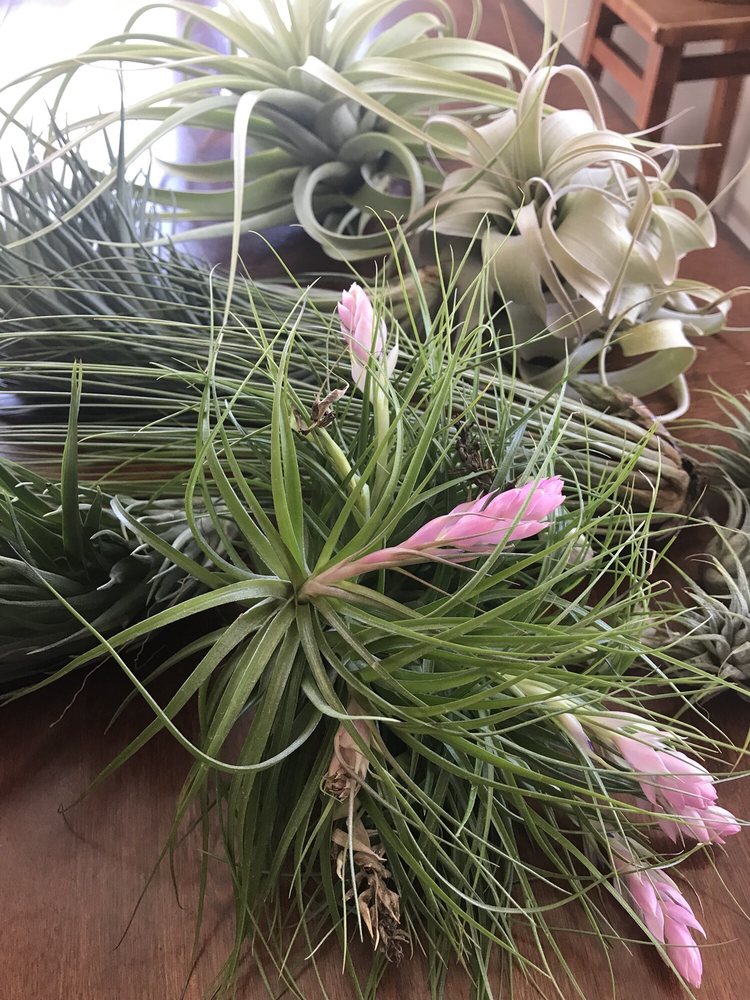 Air Plant Hub Nurseries & Gardening Vacaville, CA Yelp