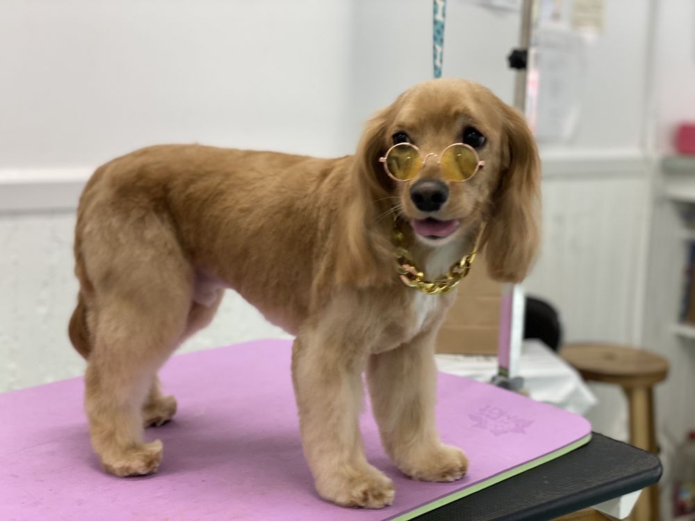 Animal Loving Care
