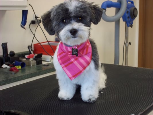 dog grooming green bay wi dog grooming green bay wi