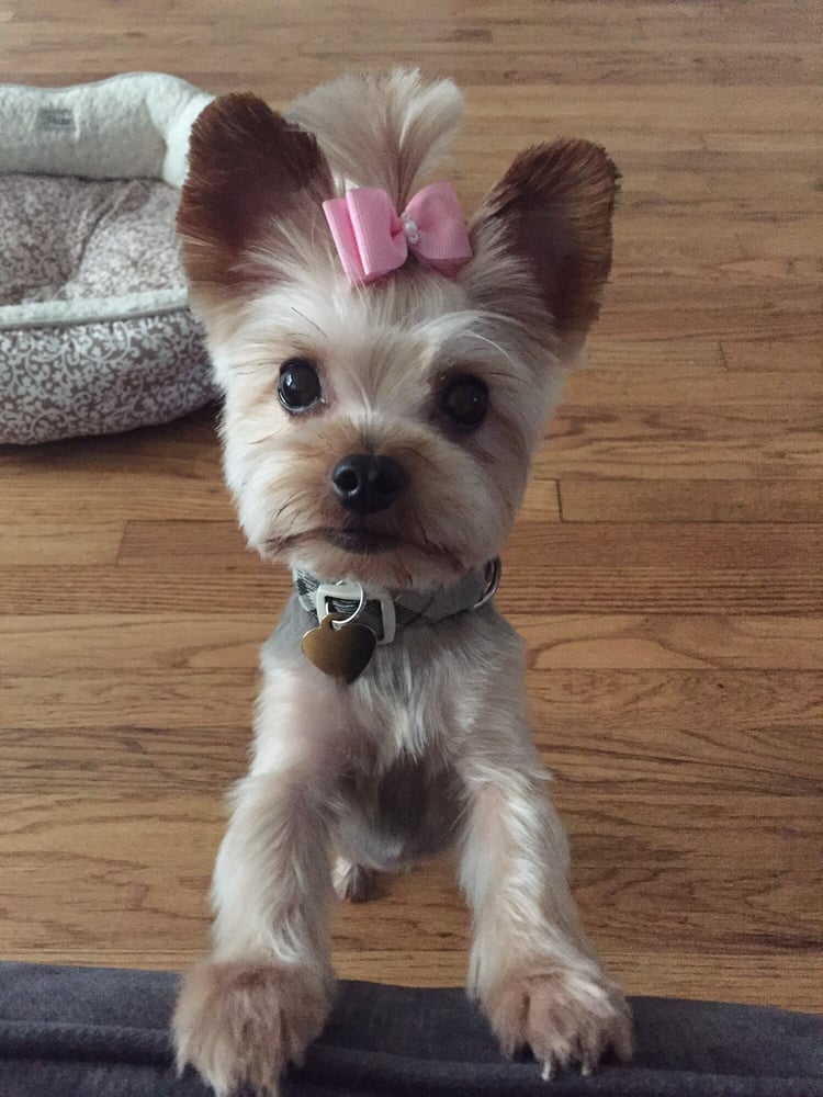 yorkie round face cut
