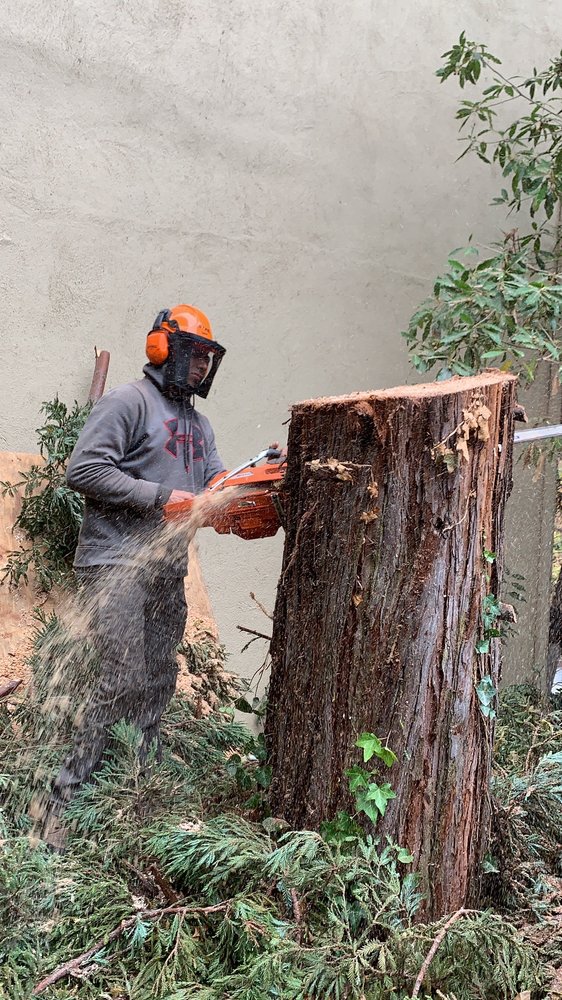 Payne Tree Care