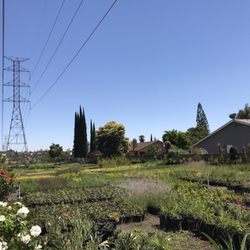 Macias Nursery 2019 All You Need To Know Before Go With