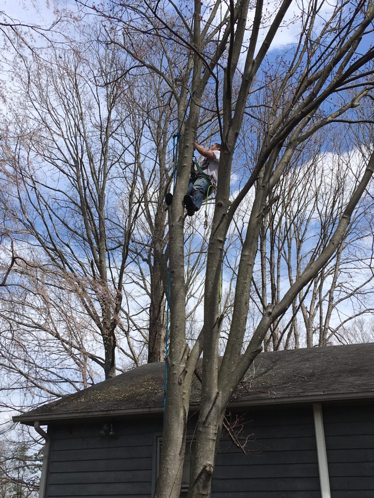 Aspen Tree Service
