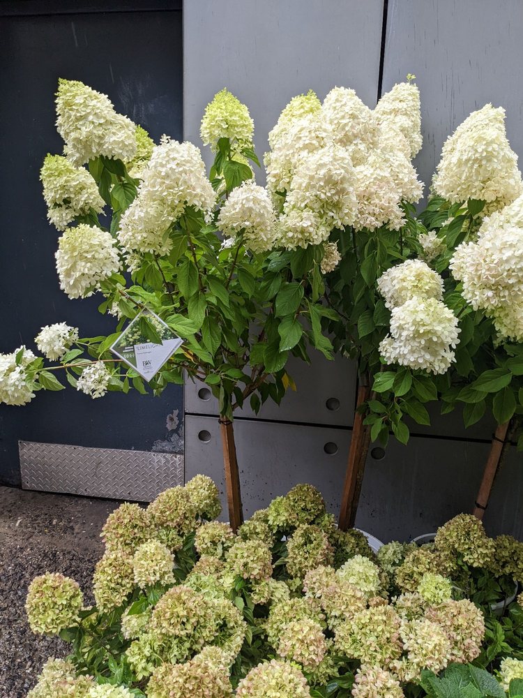 The Brownstone Gardener