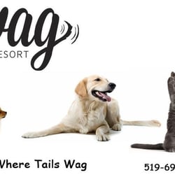 wag sitting wag pet resort get quote pet sitting 2056 witmer rd petersburg on canada wag sitting wag pet resort get quote pet sitting 2056 witmer rd petersburg on canada