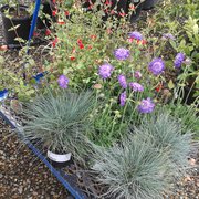 Wyntour Gardens - 33 Photos & 13 Reviews - Nurseries & Gardening - 8026