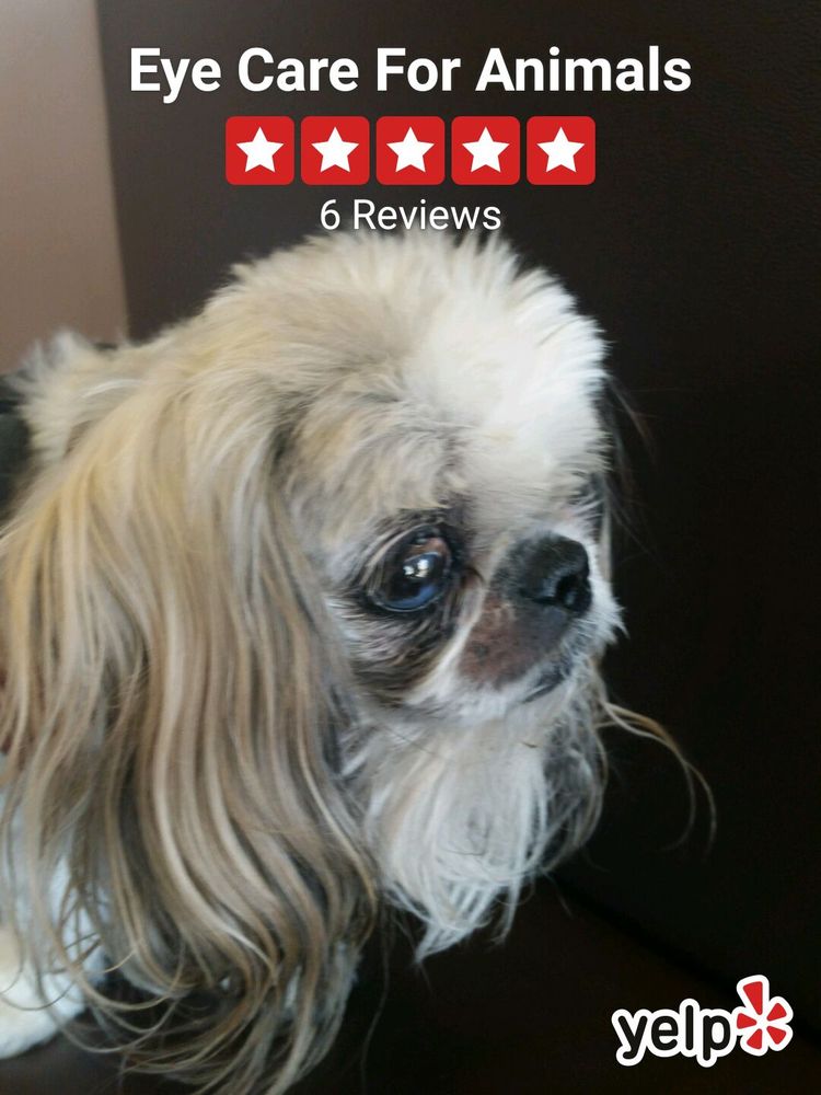 eye care for animals veterinarians 22595 n scottsdale rd eye care for animals veterinarians 22595 n scottsdale rd scottsdale az phone number yelp