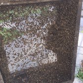Houston Bee Removal 27 Photos Pest Control 3926 Cypress Lake Photo Of Houston Bee Removal Spring Tx United States