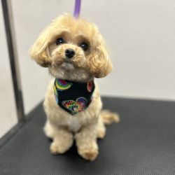 Sancho and Lucky’s Dog Spa photo