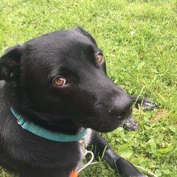 calumet humane society dogs