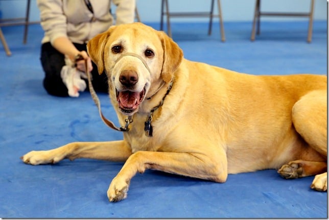 Grace Dog Training Lakewood Co Grace Dog Training Lakewood Co