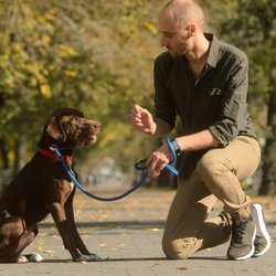 dog behaviorist 11 photos pet training 186 lenox rd flatbush animal behaviorist