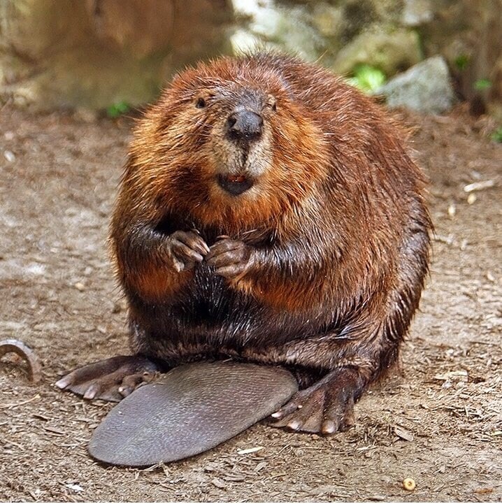 The Beaver