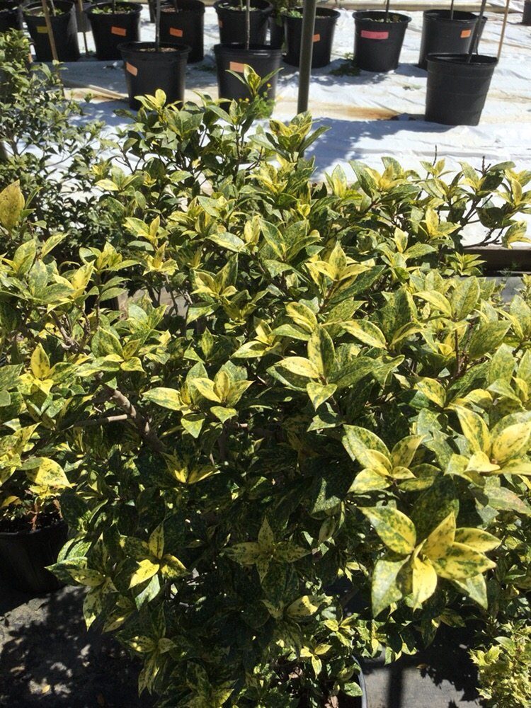 Eakers Nurseries & Tree Farm